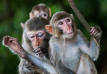 Angola Joins Global Call to Strengthen International Environmental Law to Tackle Wildlife Crime