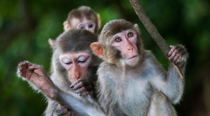 Angola Joins Global Call to Strengthen International Environmental Law to Tackle Wildlife Crime