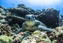 Nature Doesn’t Recognise Borders but Countries Can Collaborate to Save Species. The Escazú Agreement Shows How