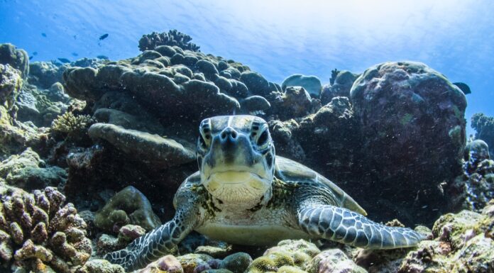 Nature Doesn’t Recognise Borders but Countries Can Collaborate to Save Species. The Escazú Agreement Shows How