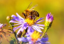 UN Recognizes the Right to a Healthy Environment in Historic Vote