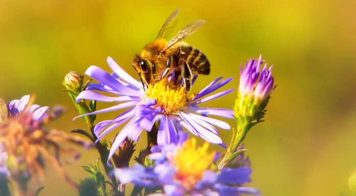UN Recognizes the Right to a Healthy Environment in Historic Vote