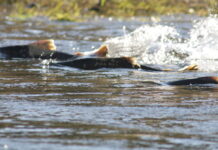 Alaska Native Villages Band Together to Keep the Yukon River’s Wild Salmon Afloat