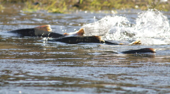 Alaska Native Villages Band Together to Keep the Yukon River’s Wild Salmon Afloat