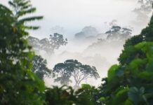 More Than 100 Nations Pledge to Halt Deforestation by 2030
