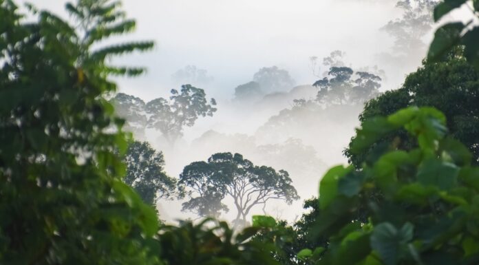 More Than 100 Nations Pledge to Halt Deforestation by 2030