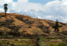 Deforestation Can Raise Local Temperatures By Up to 4.5℃ – and Heat Untouched Areas 6km Away