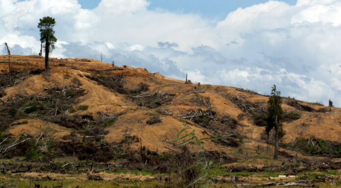 Deforestation Can Raise Local Temperatures By Up to 4.5℃ – and Heat Untouched Areas 6km Away