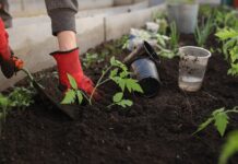 Why the Fate of Our Planet’s Environment Depends on the State of Its Soil