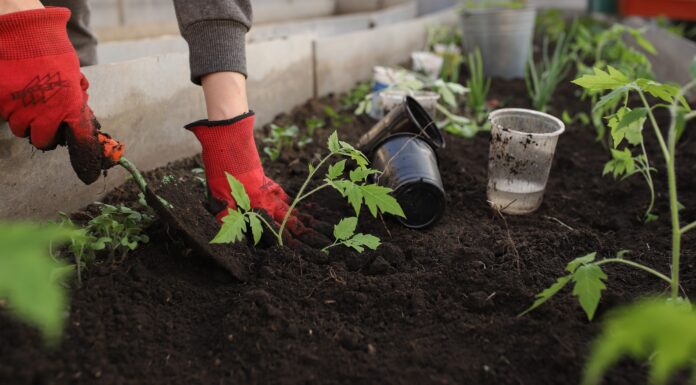 Why the Fate of Our Planet’s Environment Depends on the State of Its Soil