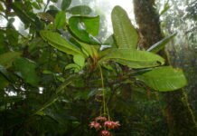 Rights of Nature: Ecuador’s Highest Court Bars Mining Activity in Los Cedros Protected Forest