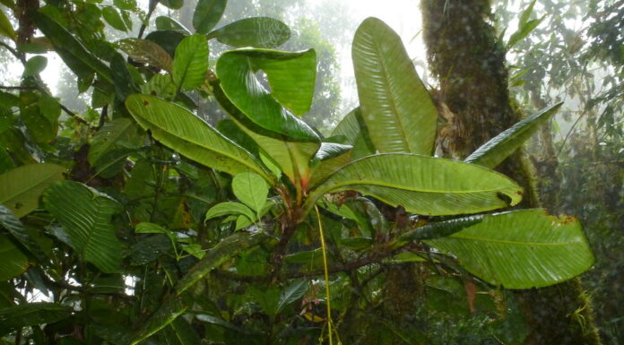 Rights of Nature: Ecuador’s Highest Court Bars Mining Activity in Los Cedros Protected Forest