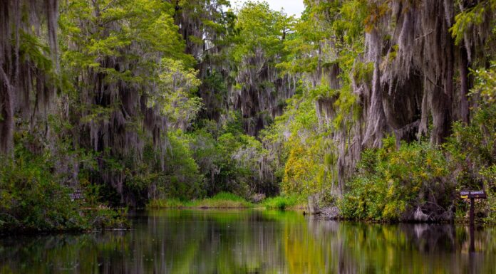 Why Protecting the Okefenokee Swamp Matters for the Climate