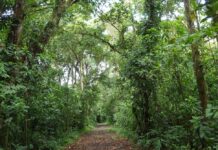 Tropical Forests Can Recover Surprisingly Quickly on Deforested Lands – and Letting Them Regrow Naturally is an Effective and Low-cost Way to Slow Climate Change