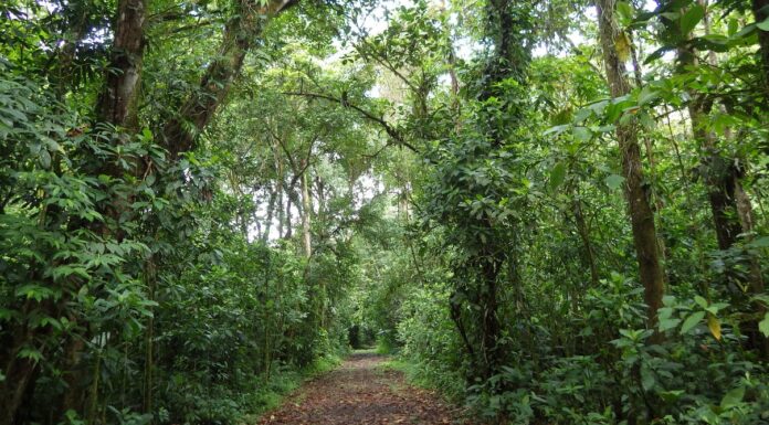 Tropical Forests Can Recover Surprisingly Quickly on Deforested Lands – and Letting Them Regrow Naturally is an Effective and Low-cost Way to Slow Climate Change