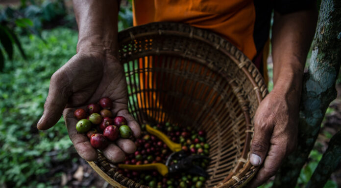 New Study Says Conservation and Food Production Must Be Considered in Tandem to Limit Risk to Species