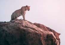 Rewilding Mozambique: Leopards Return to Zinave