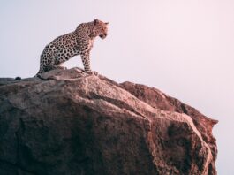 Rewilding Mozambique: Leopards Return to Zinave