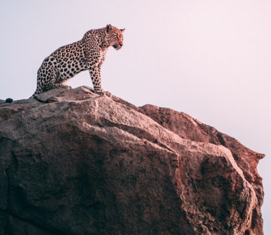 Rewilding Mozambique: Leopards Return to Zinave