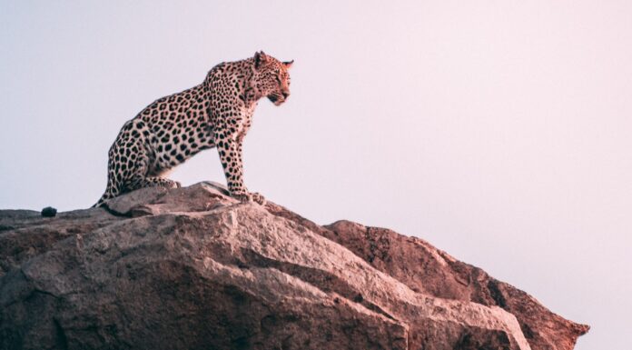 Rewilding Mozambique: Leopards Return to Zinave