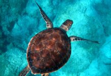 Modern Governments All Need a Ministry of the Oceans – Here’s Why