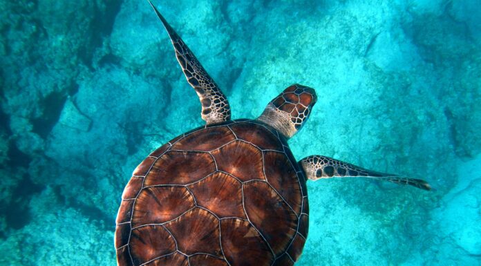 Modern Governments All Need a Ministry of the Oceans – Here’s Why