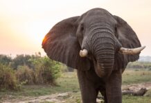 Large Herbivores May Improve an Ecosystem’s Carbon Persistence