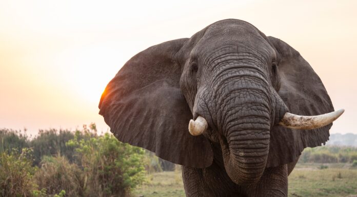 Large Herbivores May Improve an Ecosystem’s Carbon Persistence