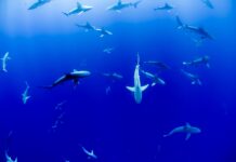 Hawaii Becomes First U.S. State to Ban Shark Fishing