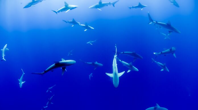 Hawaii Becomes First U.S. State to Ban Shark Fishing