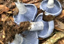 How a Humble Mushroom Could Save Forests and Fight Climate Change