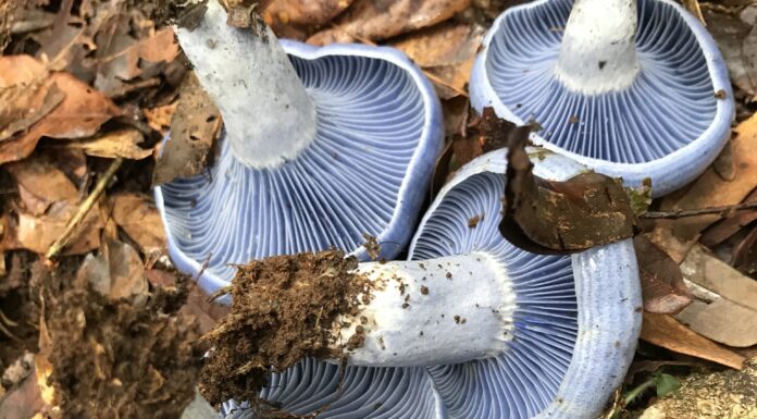 How a Humble Mushroom Could Save Forests and Fight Climate Change