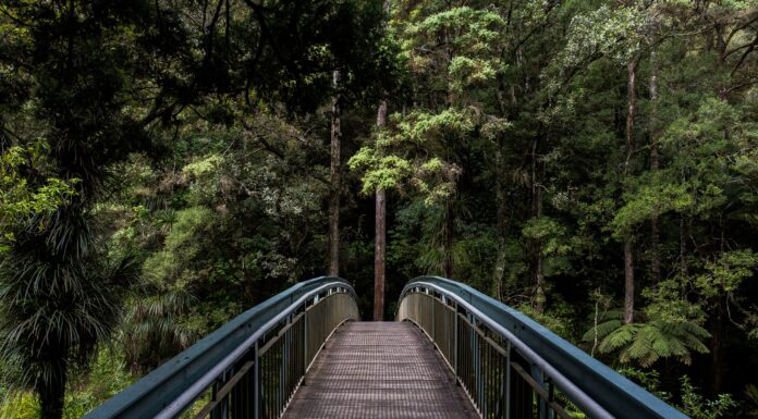 How Our Economy Could Become More ‘Nature-positive’