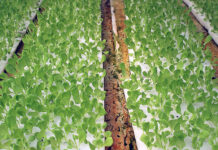 This Aeroponics Farm Could Be the Future of Food in Jordan