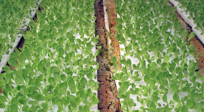 This Aeroponics Farm Could Be the Future of Food in Jordan