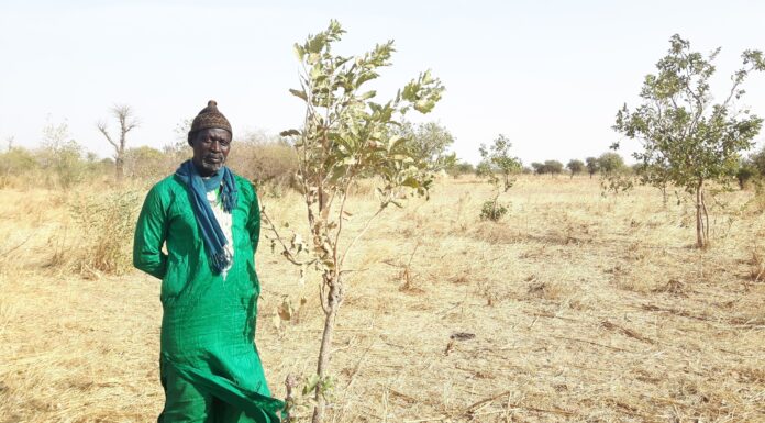 How a Community-led Approach is Enabling Regeneration of the Sahel