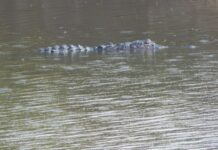 Reptiles: Why One In Five Species Face Extinction