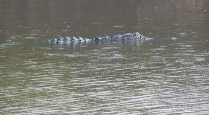 Reptiles: Why One In Five Species Face Extinction