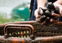 5 Reasons to Love (and Protect) Freshwater Mussels