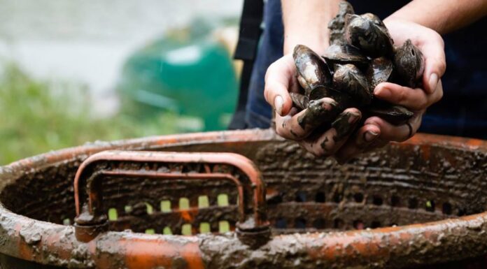 5 Reasons to Love (and Protect) Freshwater Mussels