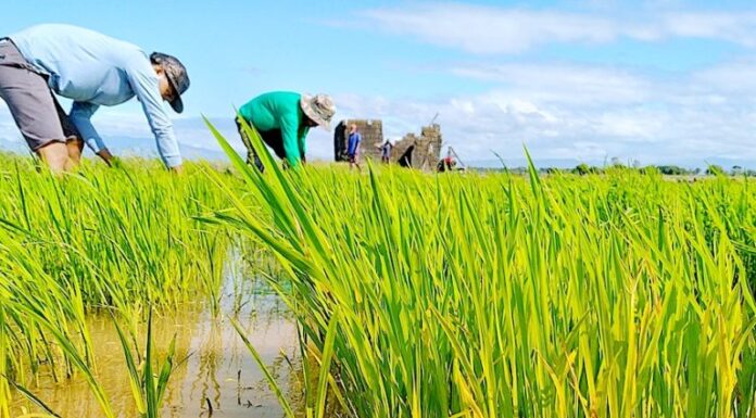Agroecology: From Traditional Practice to Top Climate Solution