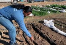 Indigenous Farmers Bring Back Crops Adapted to Hot, Dry Conditions
