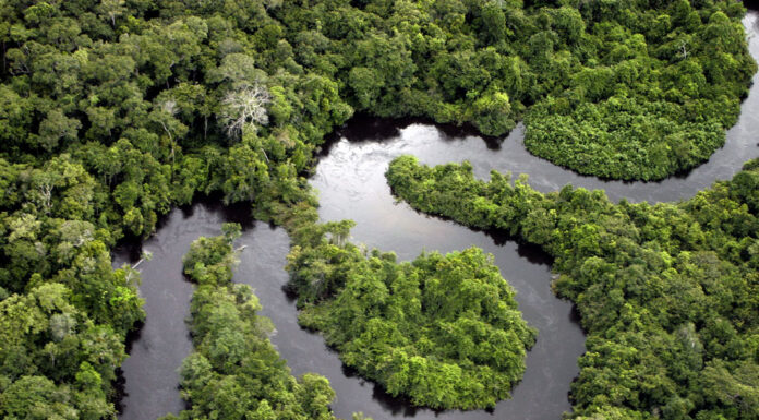 3 Ways Colombians Are Making an Income While Restoring the Amazon Rainforest