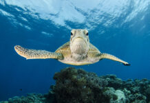 How We Discovered That Sea Turtles in Seychelles Have Recovered from the Brink