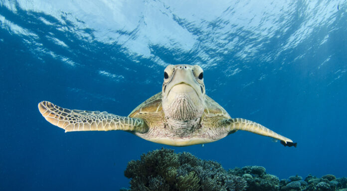 How We Discovered That Sea Turtles in Seychelles Have Recovered from the Brink