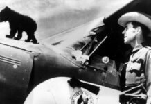 80 Years of Wildfire Prevention: The Real-Life Story Behind Smokey Bear