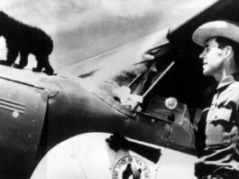 80 Years of Wildfire Prevention: The Real-Life Story Behind Smokey Bear