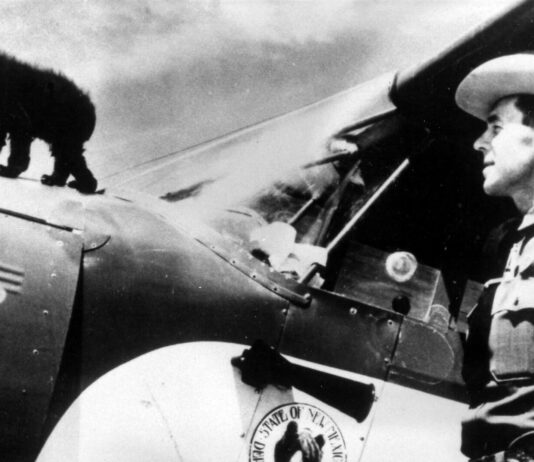 80 Years of Wildfire Prevention: The Real-Life Story Behind Smokey Bear