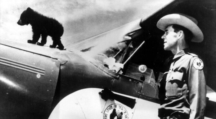 80 Years of Wildfire Prevention: The Real-Life Story Behind Smokey Bear