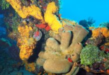 Healing Coral: Harnessing the Power of NFTs to Fund Coral Restoration